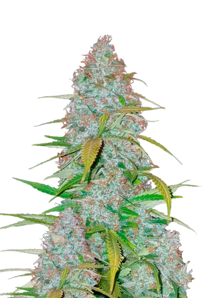 FAST BUDS - CALIFORNIAN SNOW AUTO FEM