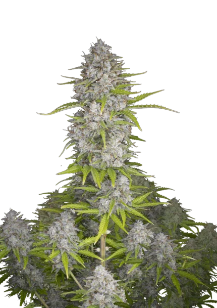 FAST BUDS - ORANGE SHERBET AUTO FEM